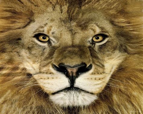 65 Lion Face Wallpaper On Wallpapersafari