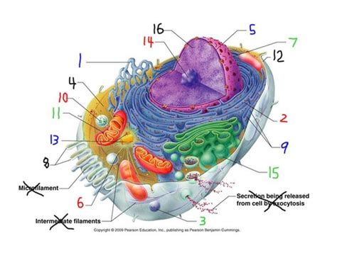 Cell Anatomy Quiz Flashcards Quizlet