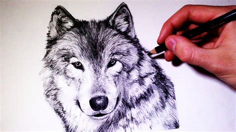 How To Draw Wolf Realistic Draw Hke
