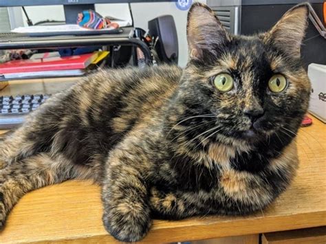 Pet Of The Week Lucy 4 Spayed Female Tortoiseshell Cat Arlington