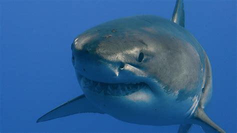 Shark Attacks Types And Facts