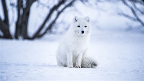 Arctic Fox Wallpaper 4k White Wolf Iceland Snow Field