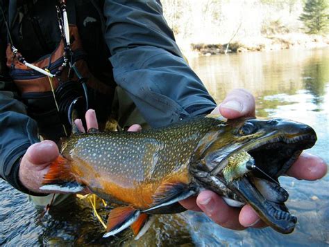 Monster Brook Trout Ngto Message Board