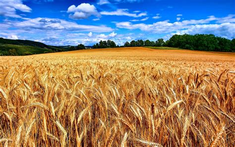 Field Wheat Ready Harvest Nature Golden 1920x1200 Rwallpaper