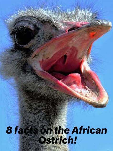 8 Facts On The Ostrich In 2022 African Wildlife Photography African