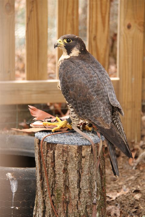 Peregrine Falcon Training | The Wildlife Center of Virginia