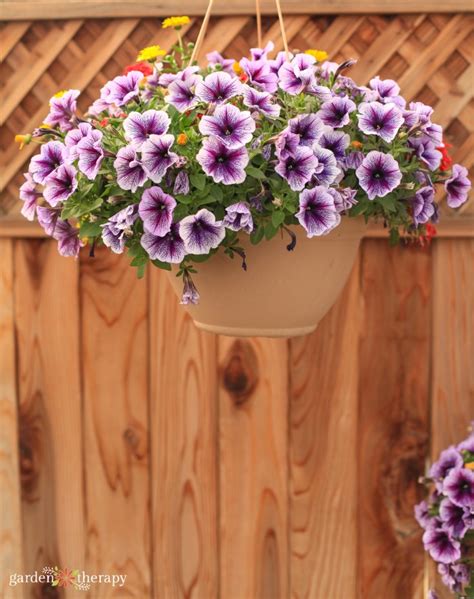 An Easy Care Guide For Luscious Hanging Basket Flowers Garden Therapy