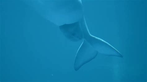 beluga whale giving birth 😯 youtube