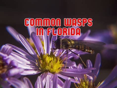 42 Common Wasps In Florida Pictures And Identification