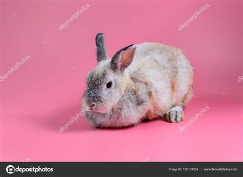 How To Clean A Rabbit - All You Need Infos