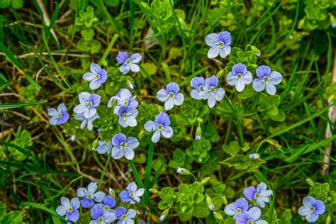 15 Weeds With Blue Flowers 🔍️ Blue Weed Identification Guide