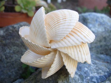 Mexican Arc Seashell Sculpture Beach Crafts Seashell Crafts