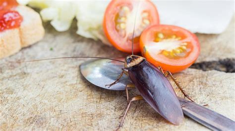 Deshazte De Las Cucarachas Con Estos Repelentes Caseros Anti Insectos