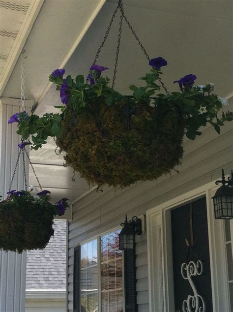 Hanging Baskets Lined With Sheet Moss Love How They Turned Out Cant