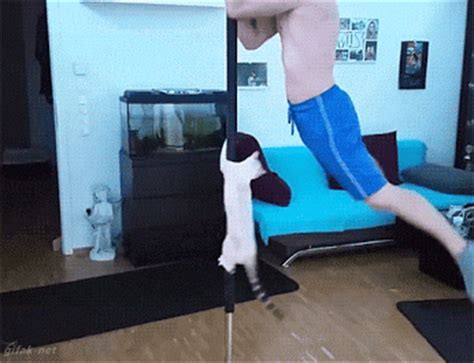 She really knows how to work that pole. 7 Best Cat Gifs of the Week - 26th September 2015
