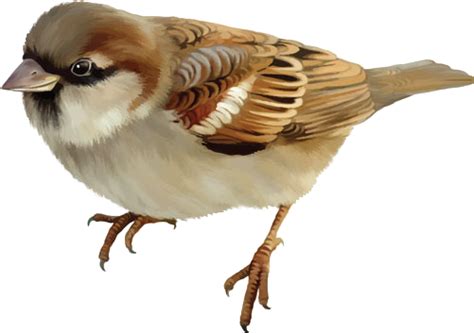 Download Clip Art Pelican House Sparrow Bird Sparrow Png Clipartkey