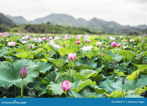 Close Up Of Pink Lotus Flowers On A Lake In China Mountains In
