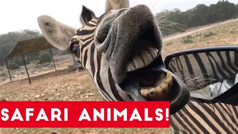 The Cutest Safari Animals Home Video Bloopers Of 2017 Weekly