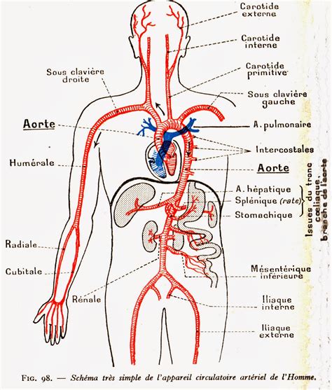 Biologie Cours De Anatomie Re Ann E De M Decine