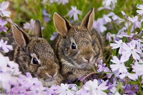 Bunnies In Flowers So Cute Beautiful Rabbit Wild Bunny Cute Animals