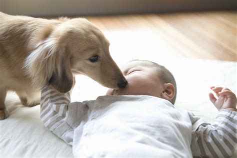 赤ちゃんが生まれてから、急に犬の態度が悪くなる2つの理由。 犬についての30の質問 Happy Lifestyle