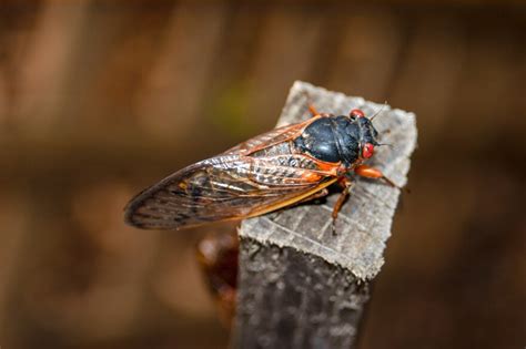 After 17 Years Underground Swarms Of “noisy Lusty” Cicadas To Emerge