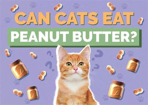 Can Cats Eat Peanut Butter Insights From A Veterinarian