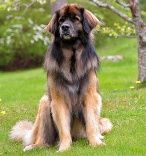 15 Worlds Largest Dog Breeds With Pictures And Info Tail And Fur