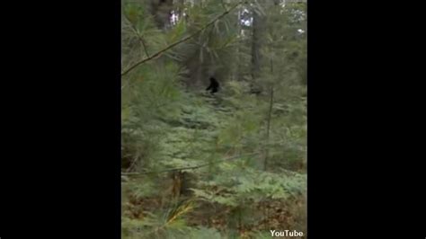 Watch Bigfoot Filmed In Michigan Coast To Coast Am