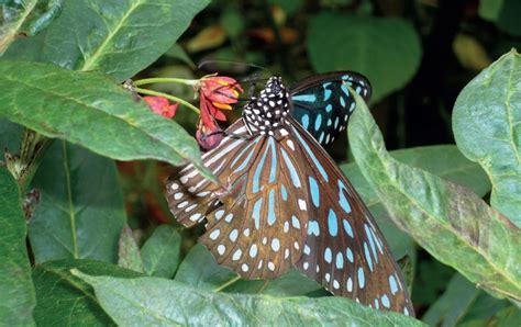 There are a couple of prominent butterfly farms within cameron highlands. Cameron Highlands Butterfly Farm