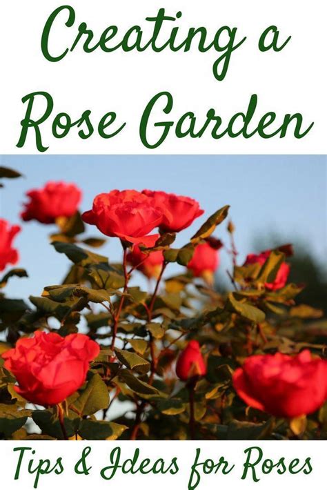 Creating A Rose Garden Gardening Tips And Ideas Gardendesignlayout