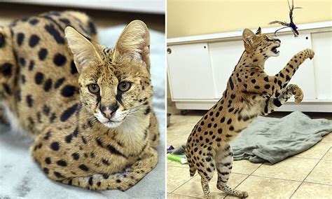 Big Cheetah Like Feline Captured In Pennsylvania Daily Mail Online