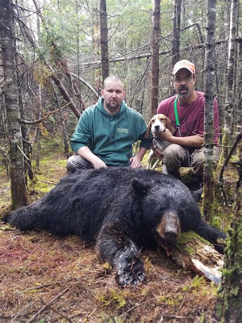 Maine Bear Hunting Blackwater Outfitters
