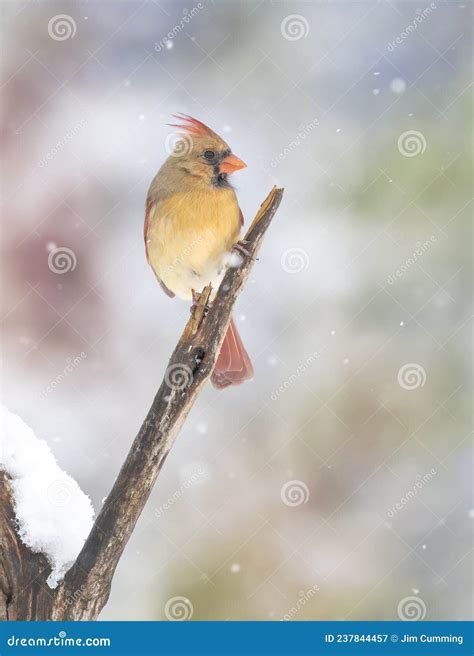 A Northern Cardinal Cardinalis Cardinalis Female Perched On A Snow