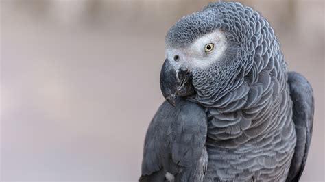 What Should I Feed My African Grey Parrot Bechewy