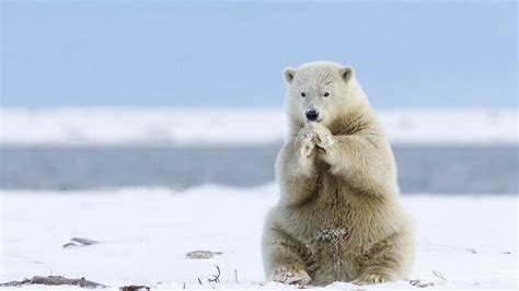 Animals Of Greenland White Polar Bear Heating Of Cold Feet Desktop