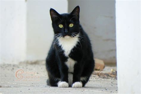 Black White Cats Catnip Camera