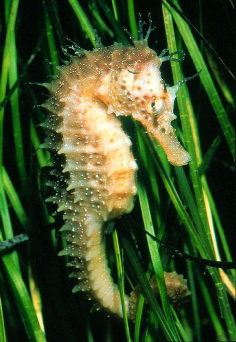 I Think Seahorses Are Fascinating With Images Seahorse Ocean