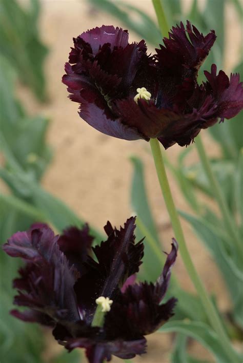 Garden Design 10 Favorite Tulips To Plant For Spring Gardenista