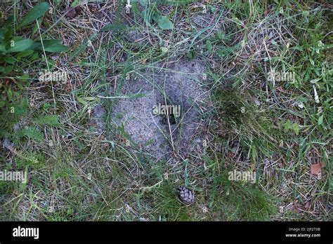 Small Rodent Hole Mouse Or Rat Hole In The Ground Sign That Field