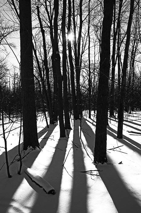 Winter Woods Black And White By Debbie Oppermann Woods Photography