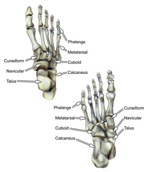 Bones of Foot Labeled | Voetverzorging, Voeten, Pedicure