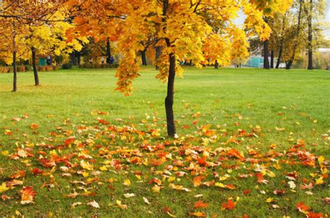 Getting Your Lawn Ready For Fall Fall Lawn Care