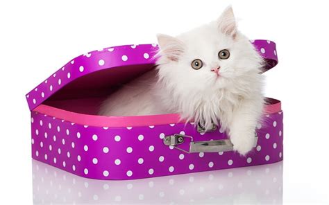 Kitten Cat Suitcase Animal Sweet Cute Dot White Pink Hd