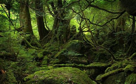 1680x1050 1680x1050 Trees Wood Jungle Moss Stones Green