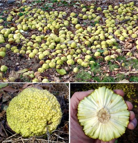 Fruits Of The Osage Orange Arnold Arboretum Arnold Arboretum