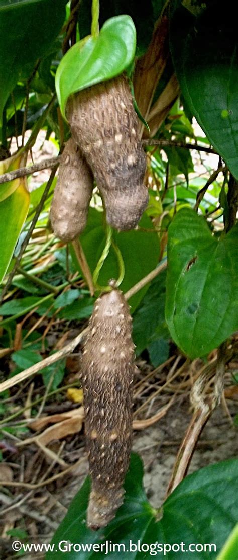 Garden Adventures Winged Yam Ñame Dioscorea Alata