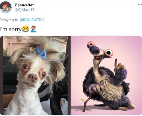 Dog Owner Goes Viral After Tweeting Terrible Before And After Pictures