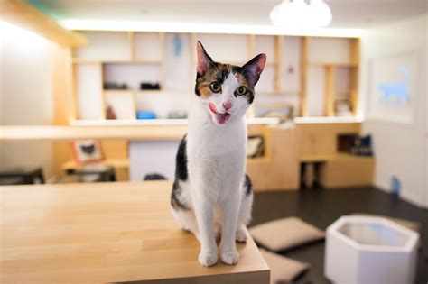 On the street of west main street and street number is 45. 'Cat Cafe,' Offering Feline and Caffeine Fix, Comes To New ...