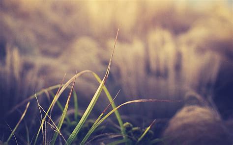 Hd Wallpaper Grass Warm Macro Blur Hd Nature Wallpaper Flare